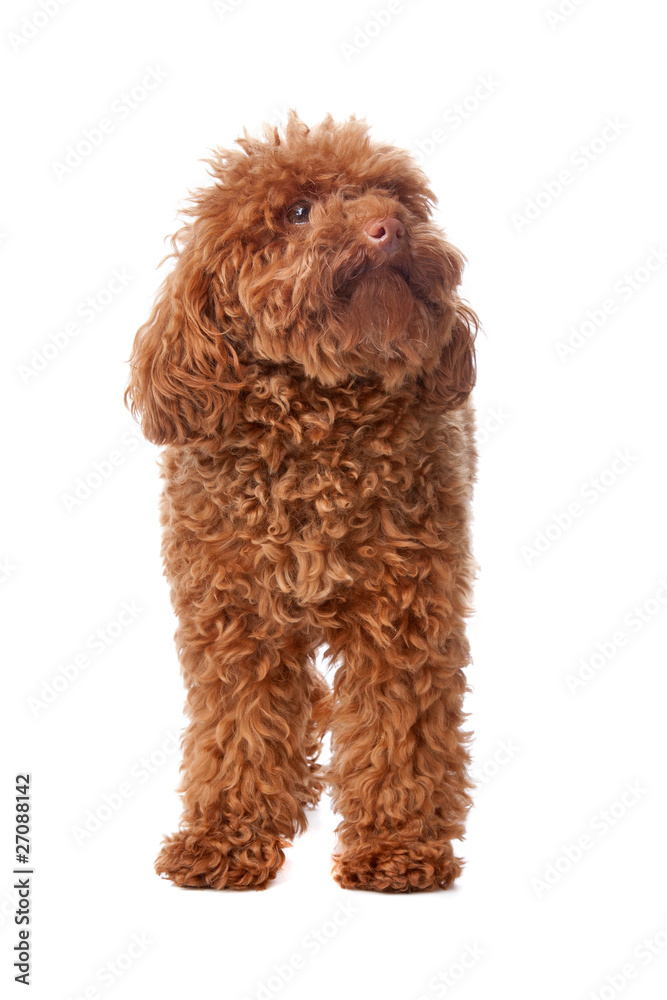 Fototapeta premium Brown toy poodle
