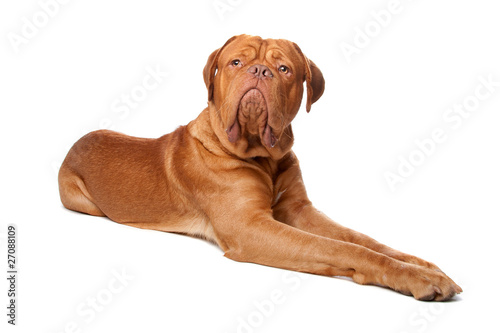 Dogue de Bordeaux  French mastiff 