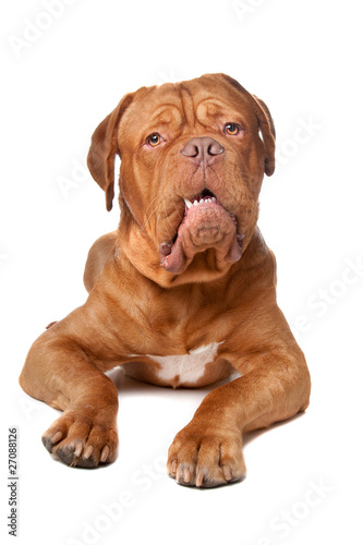 Dogue de Bordeaux (French mastiff)