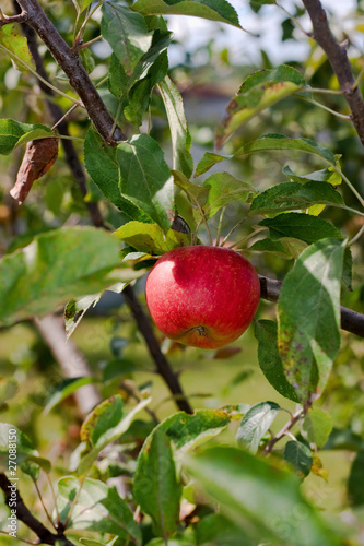 Red apple on branch