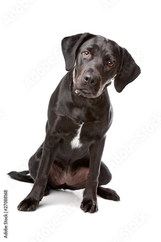 mixed breed lab cross