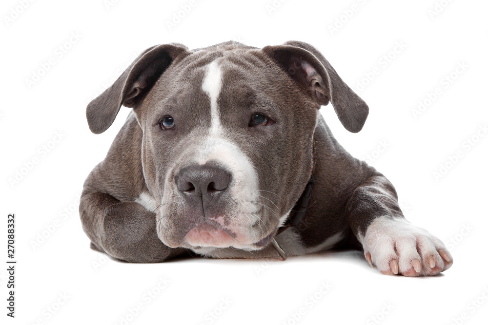 american staffordshire bull terrier