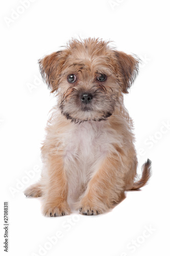 Fototapeta Naklejka Na Ścianę i Meble -  mixed breed dog