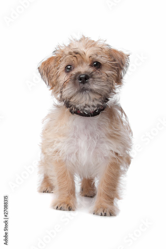 mixed breed dog