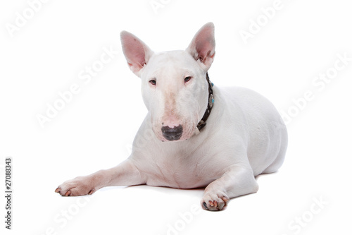 Fotografie Bull terrier