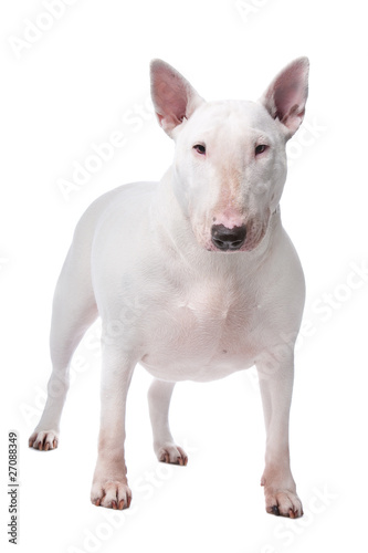 Foto Bull terrier