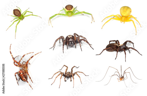 European spiders isolated on white photo
