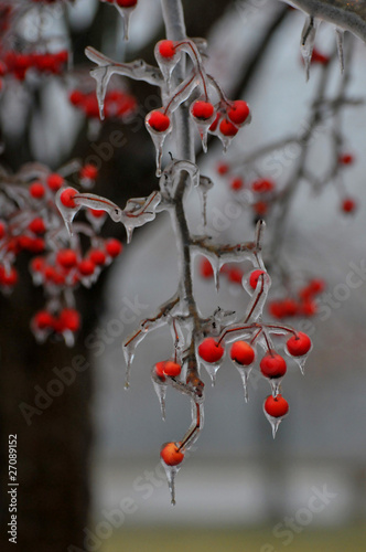 Ice Berries