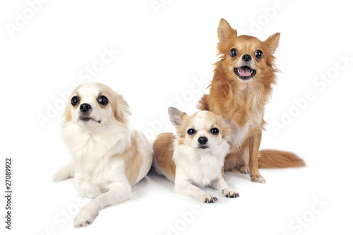 Fototapeta Naklejka Na Ścianę i Meble -  three chihuahuas dogs in free positions in  studio