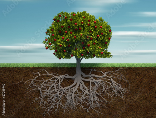 Fototapet Conceptual tree with apple and root