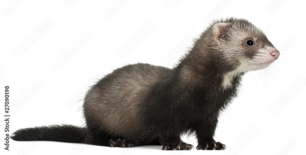 Ferret, 6 months old, in front of white background Ferret, 6 months old, in front of white background