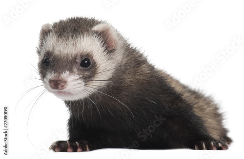 Ferret, 6 months old, in front of white background