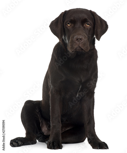 Labrador Retriever puppy  6 months old  sitting