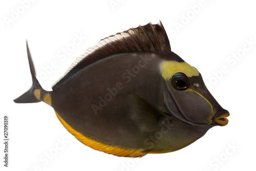 Orangespine unicornfish, Naso lituratus photo