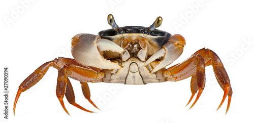 Patriot crab, Cardisoma armatum, in front of white background