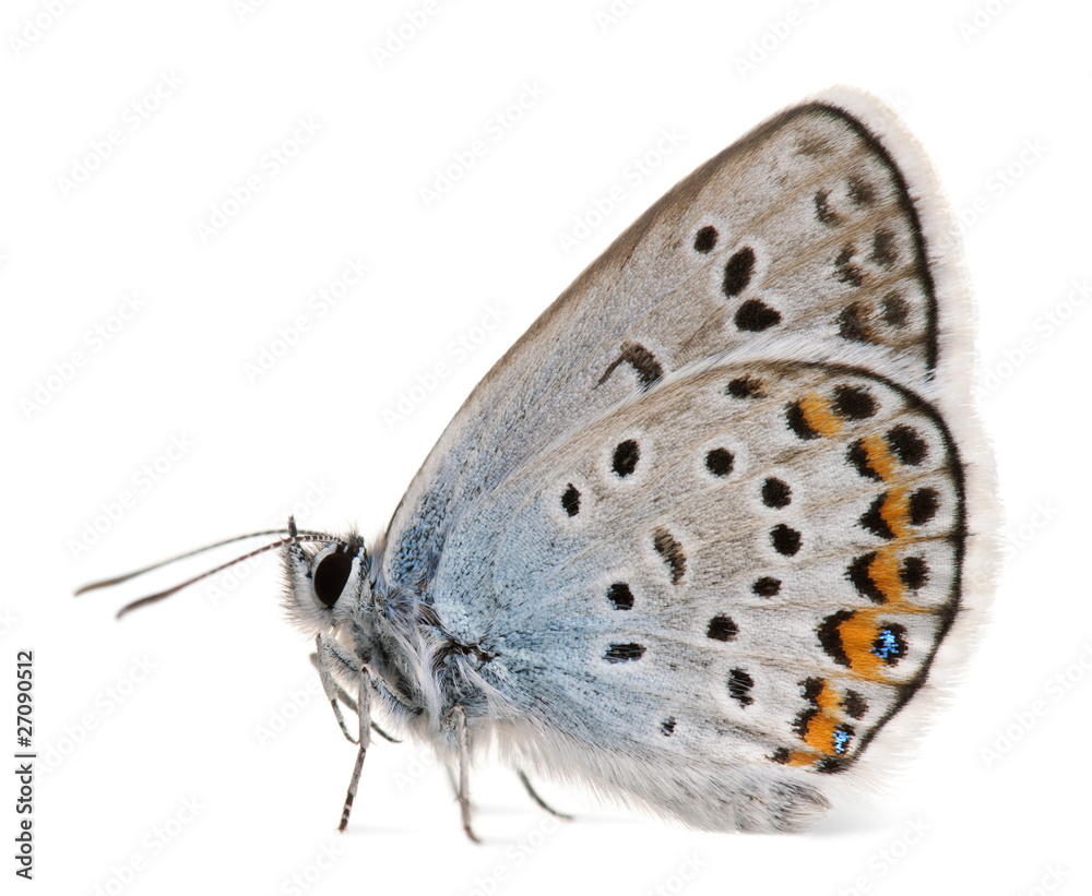 Obraz premium Silver-studded Blue, Plebejus argus