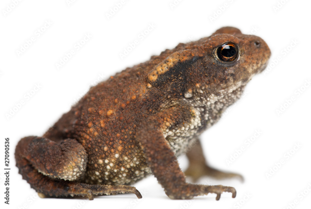 Young Common toad, bufo bufo, in front of white background Young Common toad, bufo bufo, in front of white background
