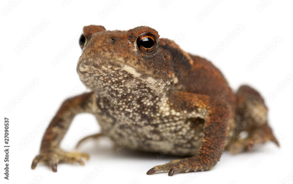Fototapeta premium Young Common toad, bufo bufo, in front of white background