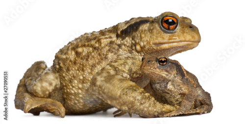 Mother Common toad and her baby, bufo bufo