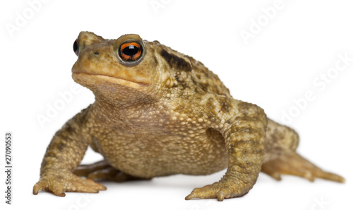 Common toad, bufo bufo, in front of white background