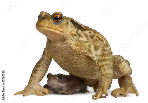 Mother Common toad and her baby  bufo bufo