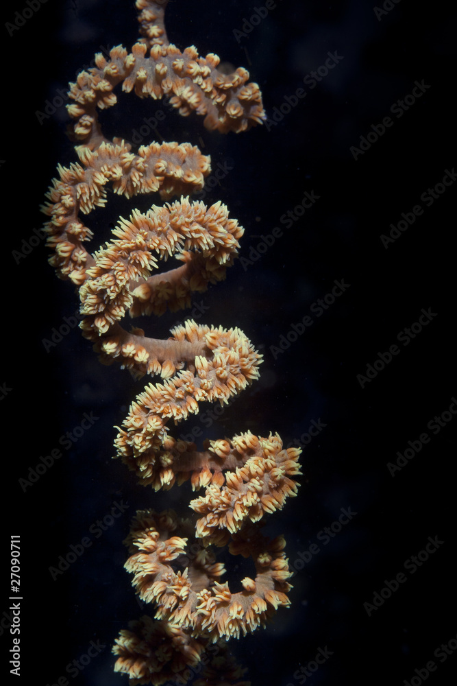 Spiral of red coral underwater in Indonesia