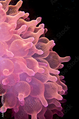 Pink soft coral polyps on the reef in Indonesia