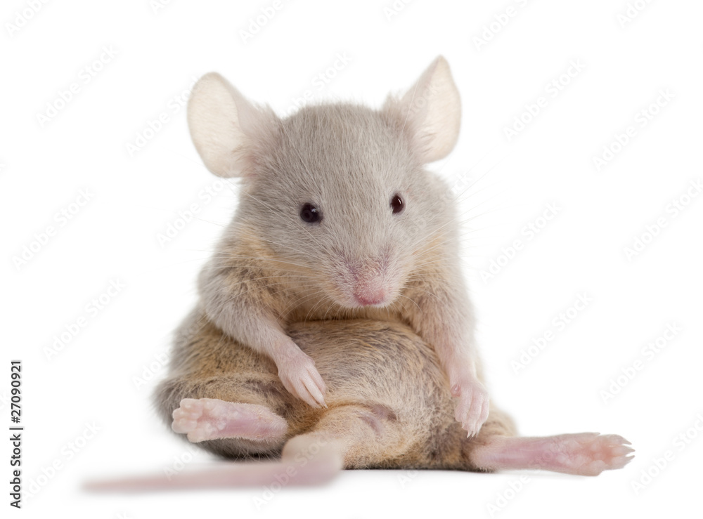 Fototapeta premium Young mouse sitting in front of white background