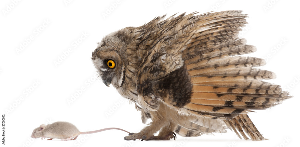 Fototapeta premium Eurasian Scops-owl looking at a mouse, Otus scops
