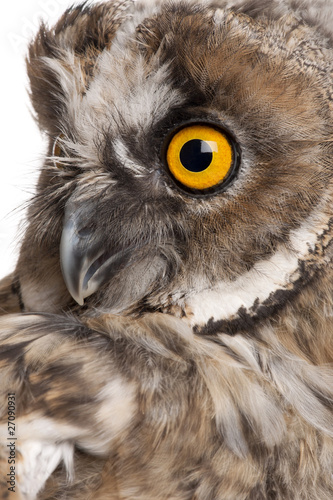 Eurasian Scops-owl, Otus scops, 2 months old © Eric Isselée