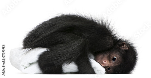 Photography Red-faced Spider Monkey, Ateles paniscus, 3 months old