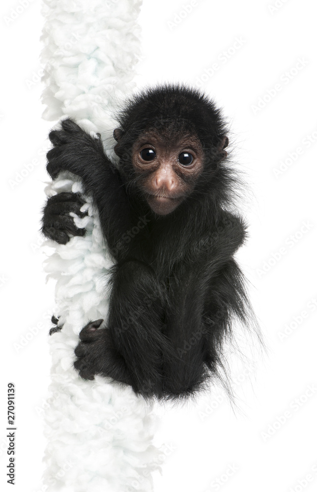Obraz premium Red-faced Spider Monkey, Ateles paniscus, 3 months old, hanging