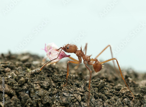 Leaf-cutter ant, Acromyrmex octospinosus, carrying flower petal