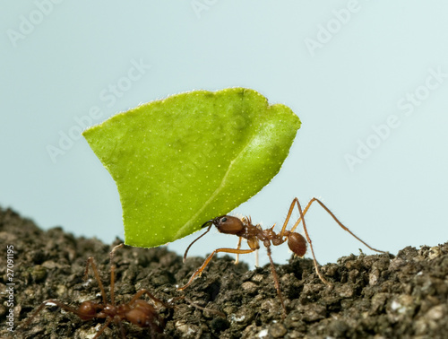 Leaf-cutter ant, Acromyrmex octospinosus, carrying leaf © Eric Isselée