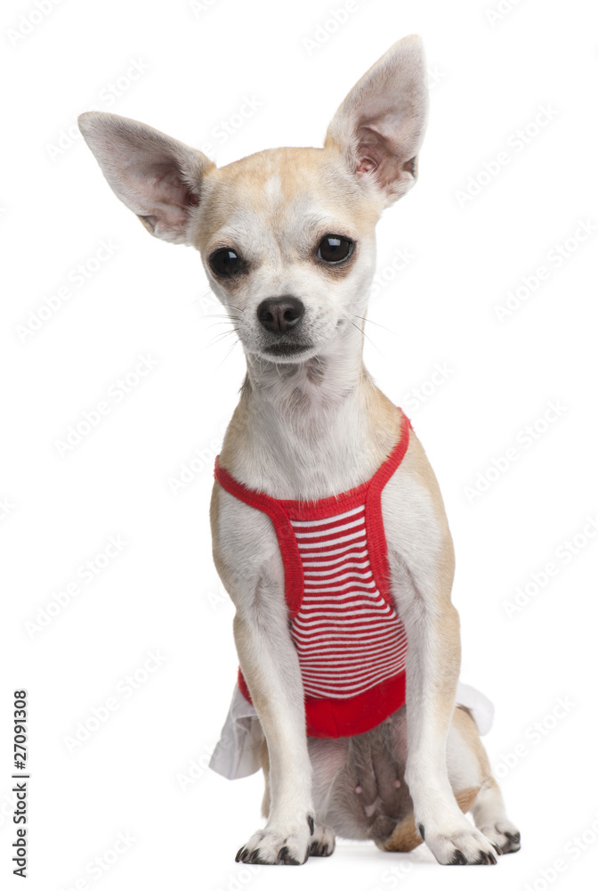 Chihuahua, 10 months old, dressed in red and white striped shirt