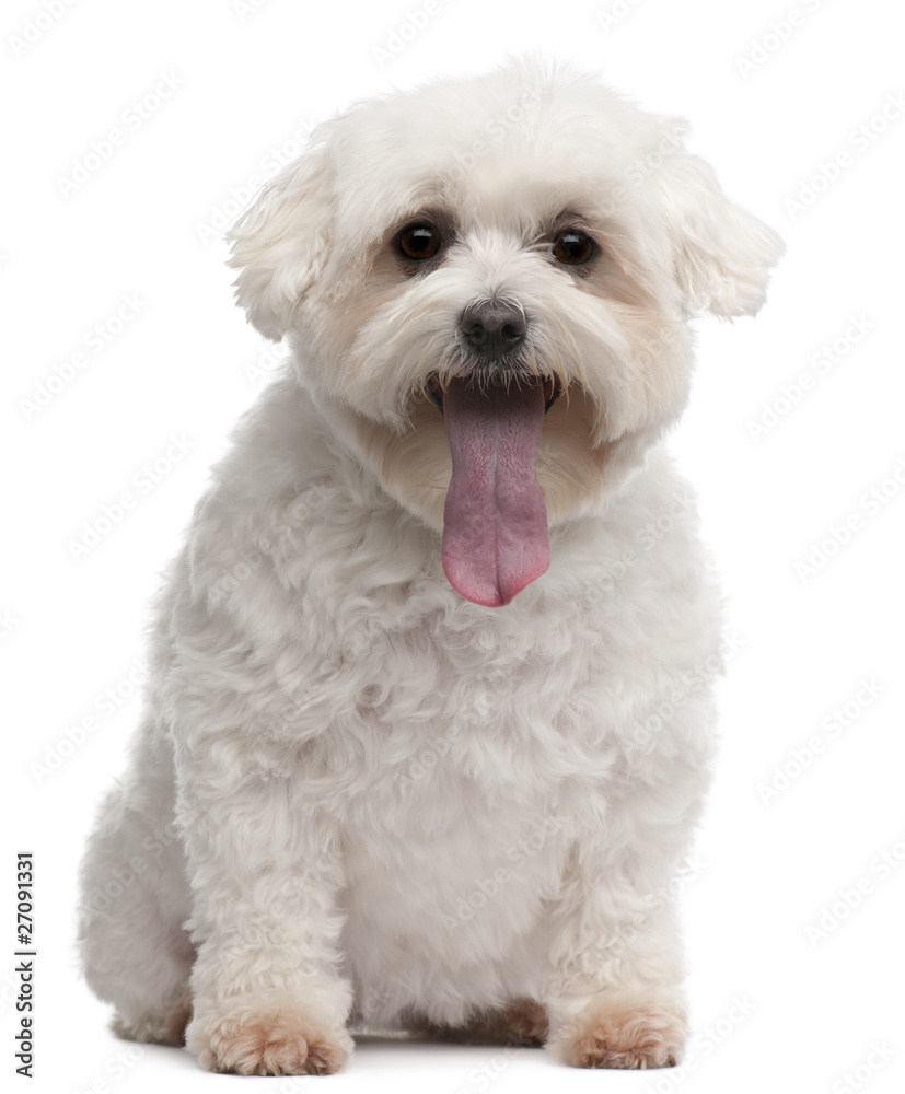 Maltese with tongue out, 5 years old, sitting Maltese with tongue out, 5 years old, sitting