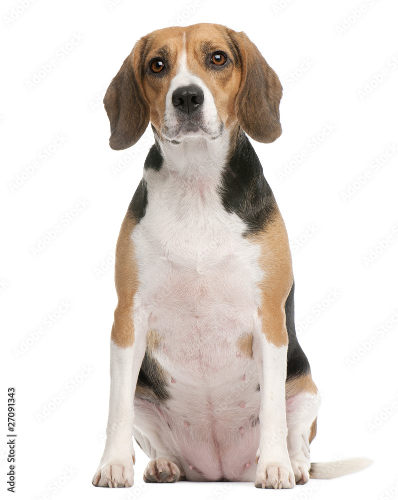 Beagle, 2 years old, sitting in front of white background
