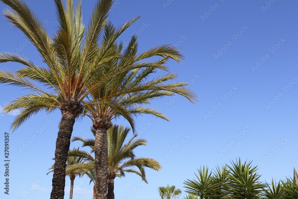 phoenix canariensis palm trees blue sky