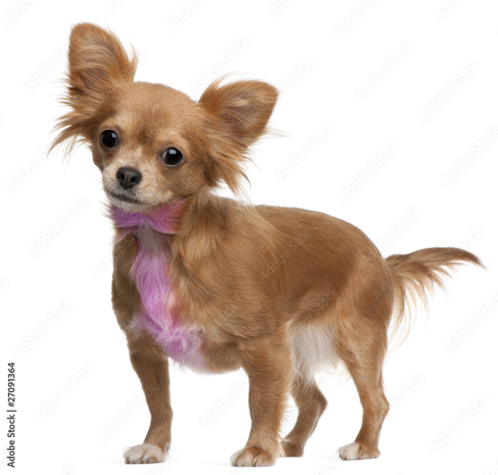 Chihuahua with pink bow-tie fur, 18 months old, standing