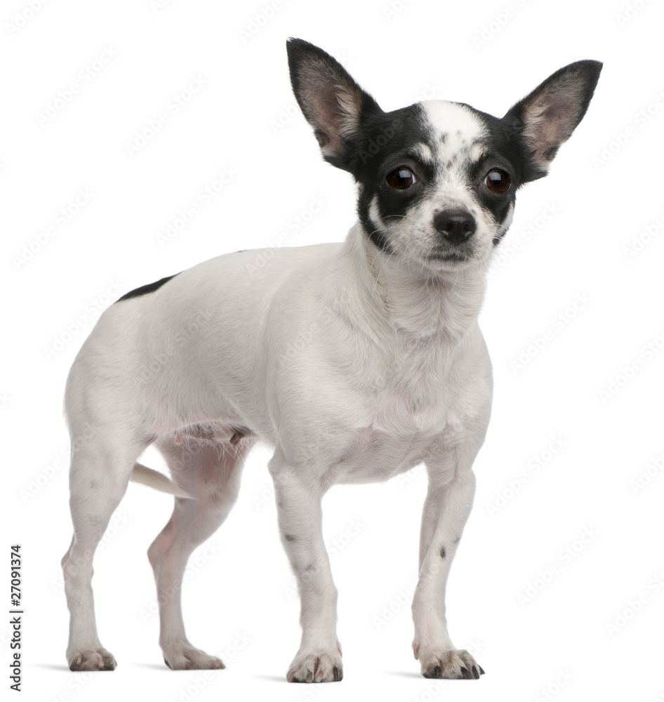Chihuahua, 4 years old, standing in front of white background