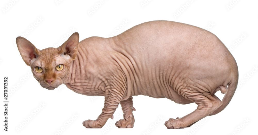 Sphynx cat, 8 months old, standing in front of white background