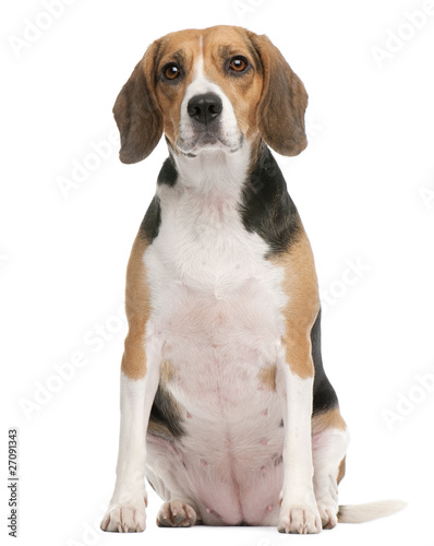 Beagle, 2 years old, sitting in front of white background © Eric Isselée