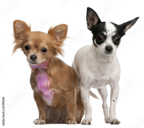 Two Chihuahuas  one with pink bow-tie fur