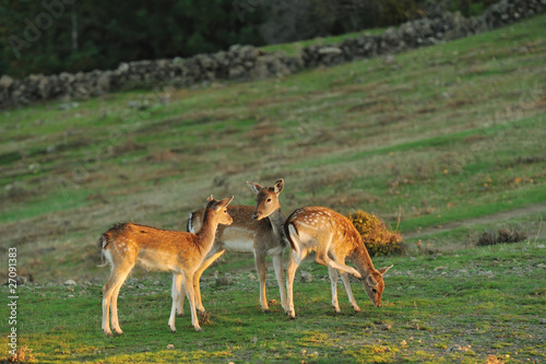 family fallow deer