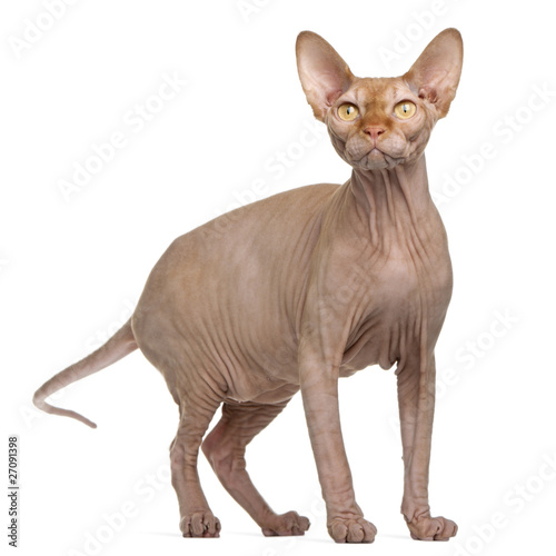 Sphynx cat  8 months old  standing in front of white background