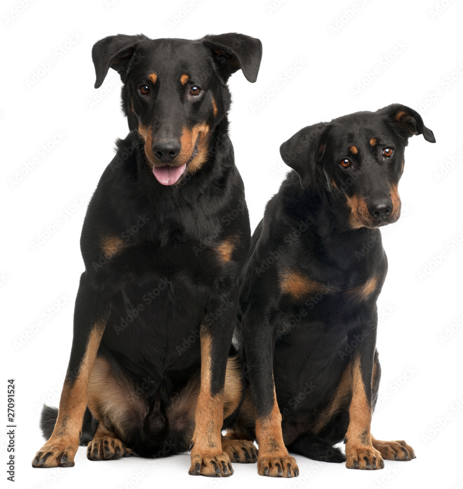 Fototapeta Beauceron dogs, 3 and 7 years old, sitting