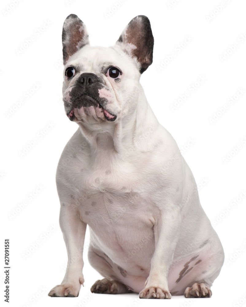 French Bulldog, 2 years old, sitting