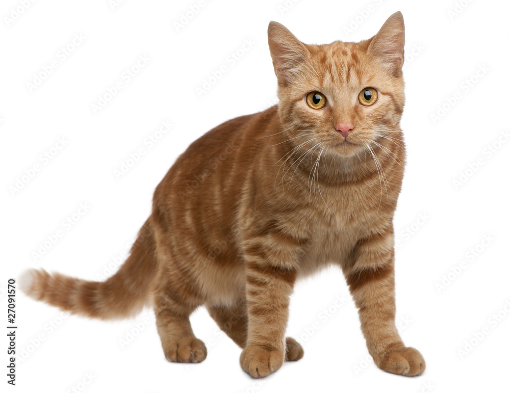Ginger mixed breed cat, 6 months old, standing