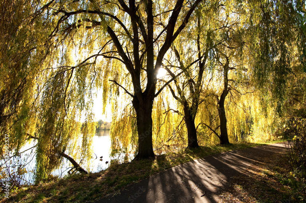 Obraz premium weeping willow