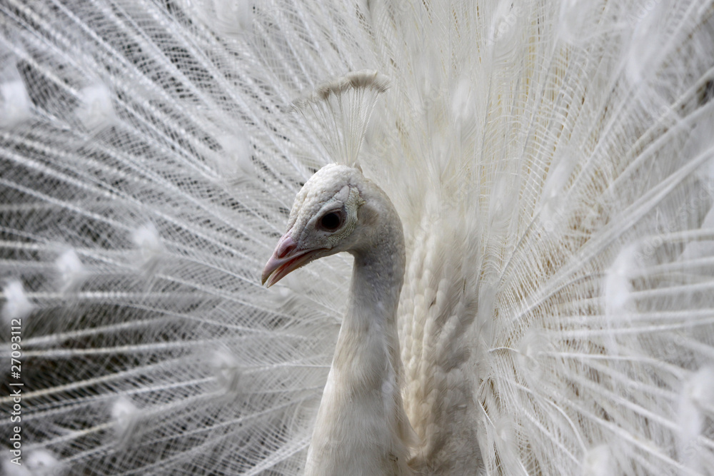 Obraz premium Weisser Pfau